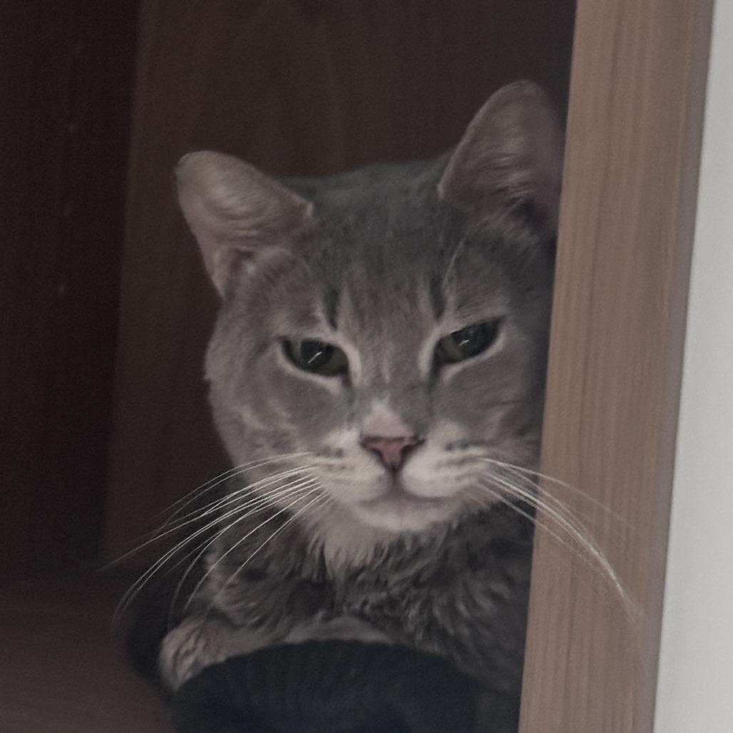 Popeye's, a Adoptable Domestic Short Hair in New York, NY image 2/6