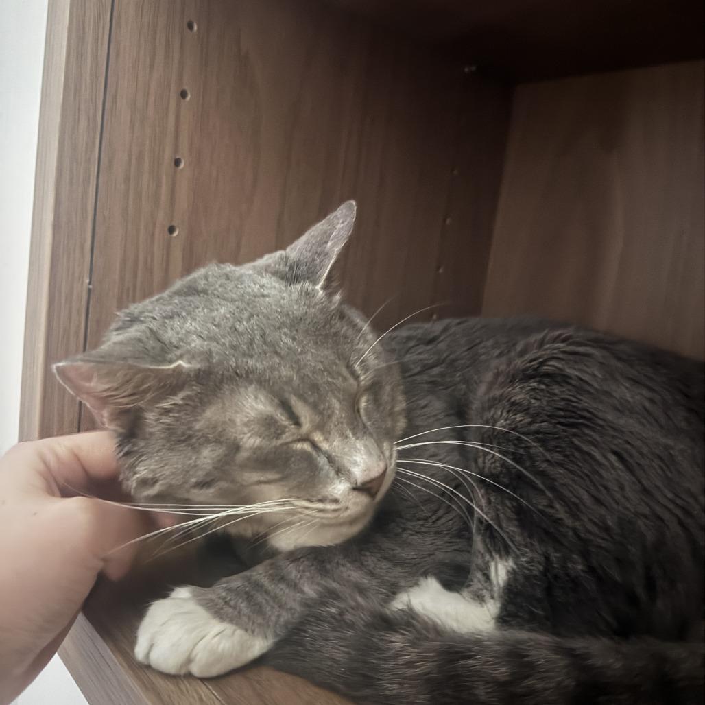 Popeye's, a Adoptable Domestic Short Hair in New York, NY image 3/6