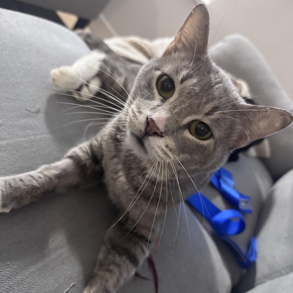 Popeye's, a Adoptable Domestic Short Hair in New York, NY image 4/6