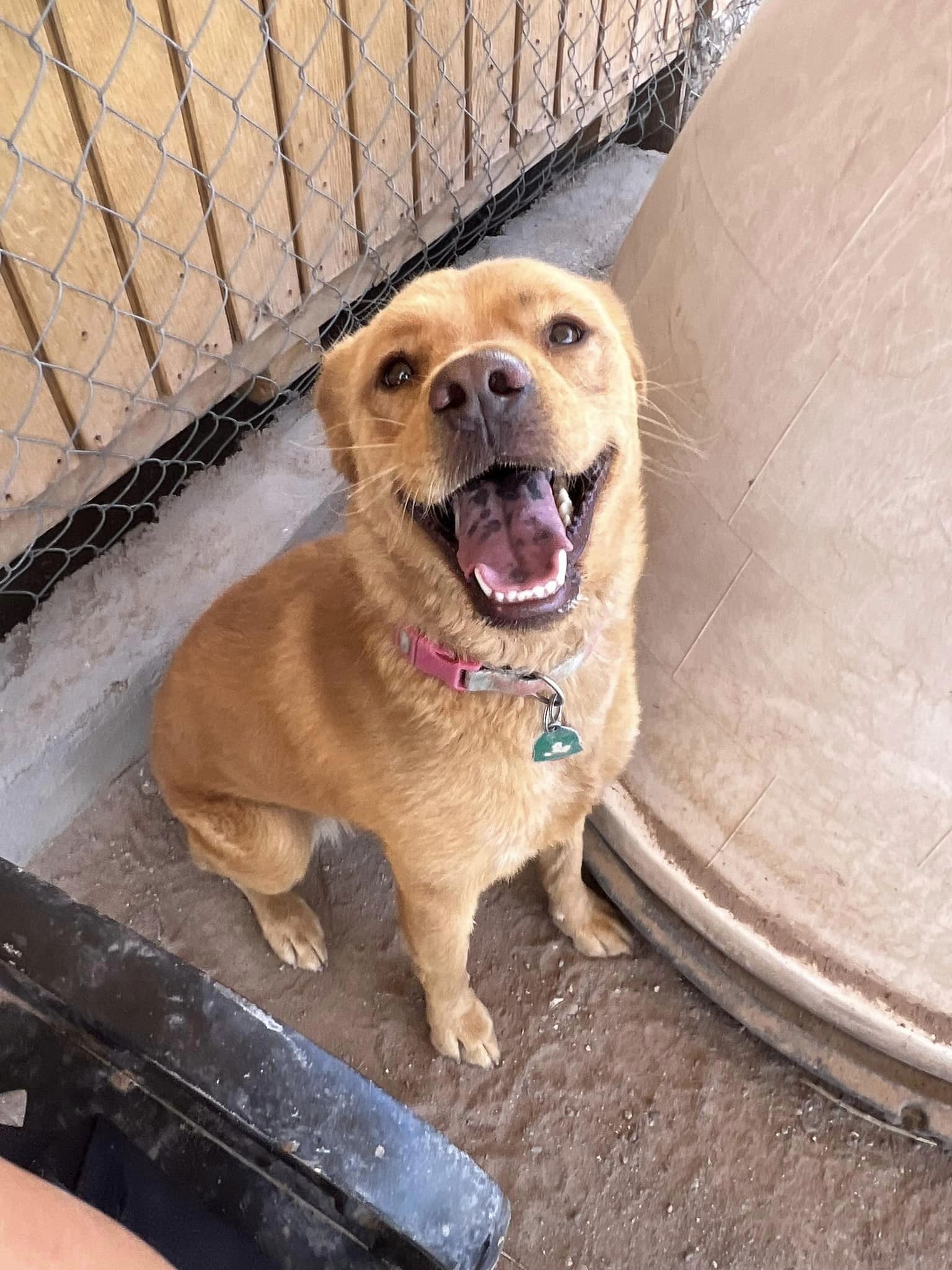 Enlarge Rosie, an adoptable mixed breed in Deming, NM image 1/4