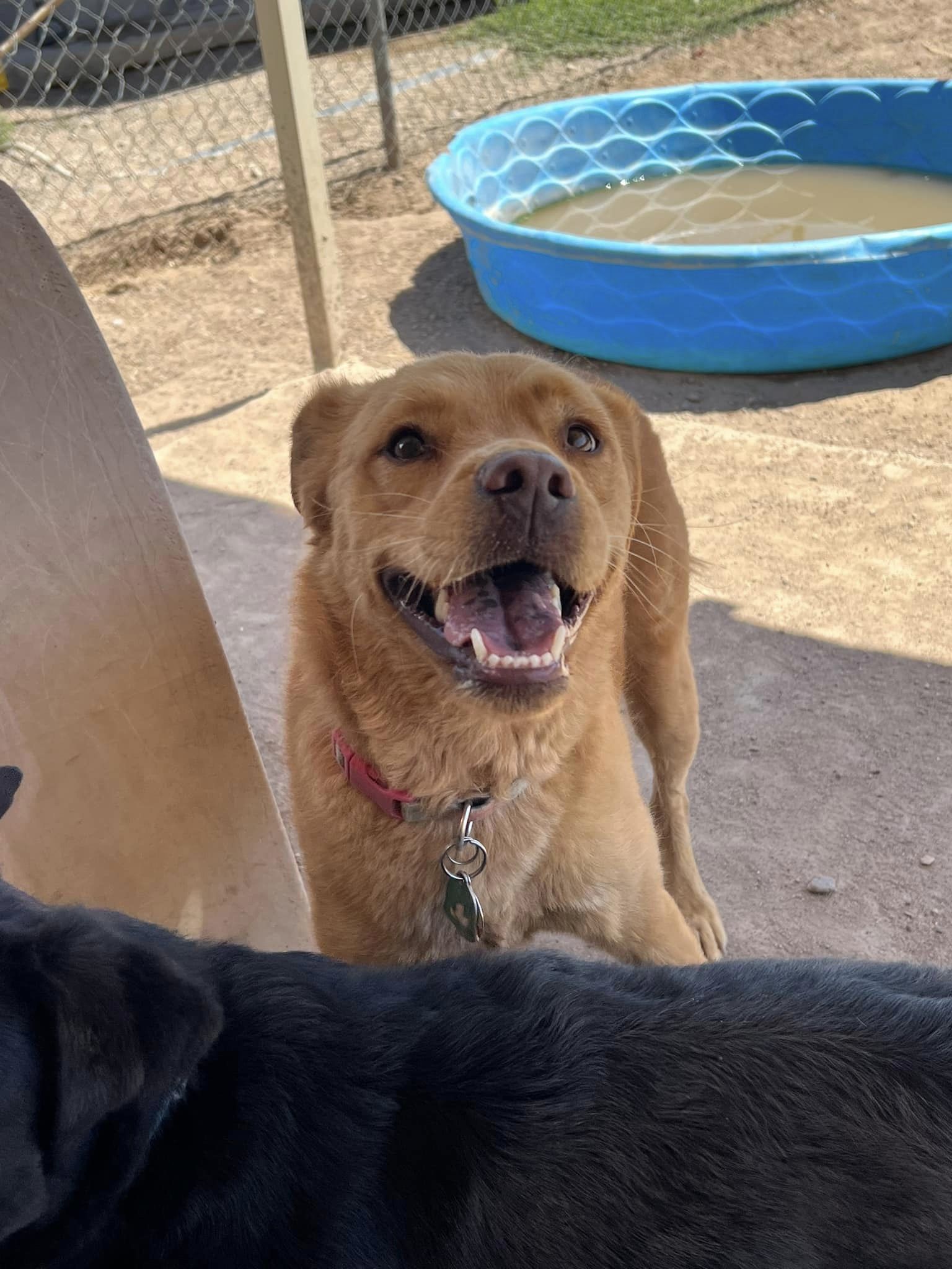 Enlarge Rosie, an adoptable mixed breed in Deming, NM image 4/4