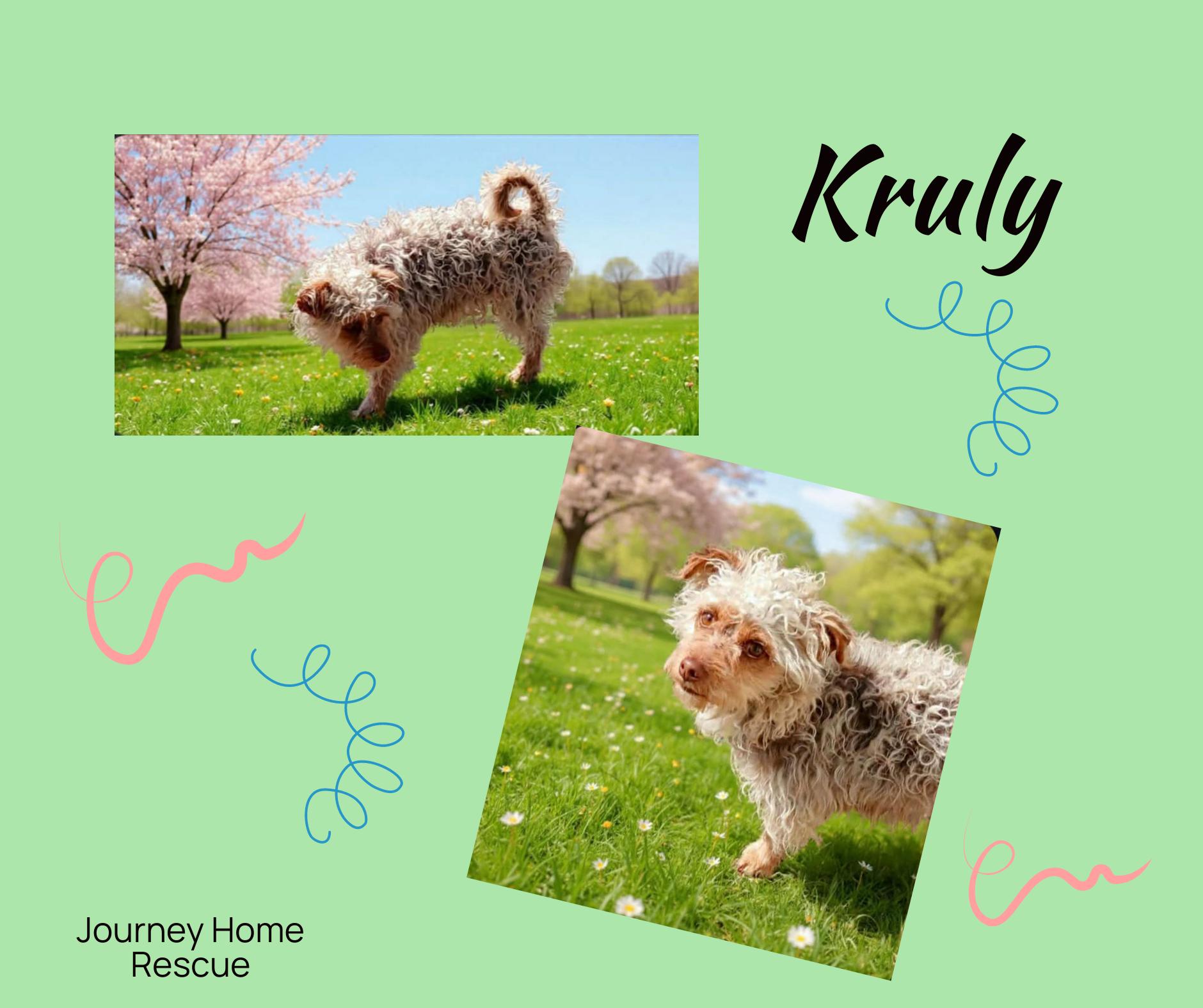 Enlarge Kurly, a ADOPTABLE Yorkie Poo in East Wenatchee, WA image 1/1