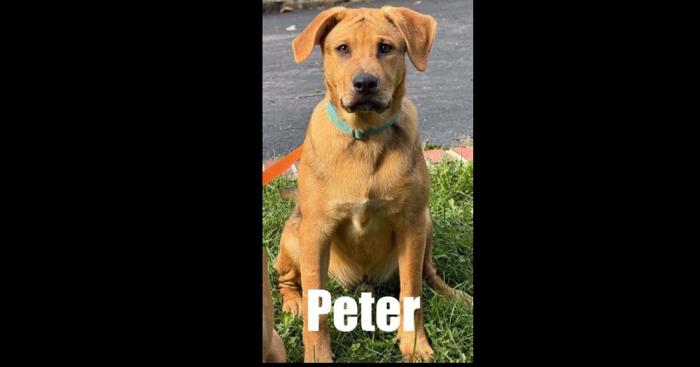 Peter, Adoptable, Puppy Male Hound & Shepherd.