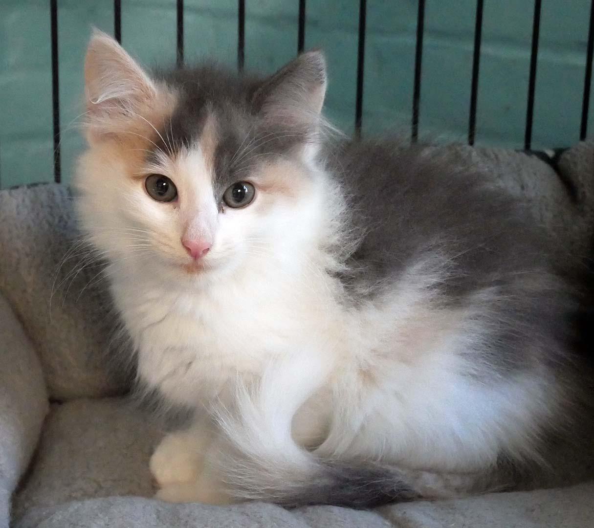 Butterfly, ADOPTABLE, Kitten Female Dilute Calico & Domestic Long Hair.