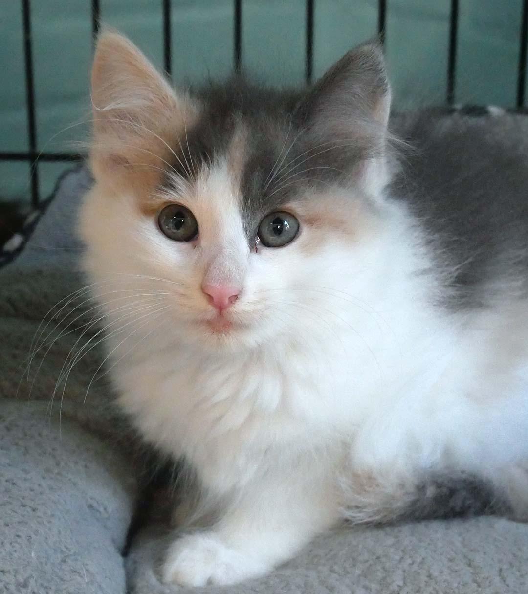 Enlarge Butterfly, a ADOPTABLE mixed breed in Bloomingdale, NJ image 3/4
