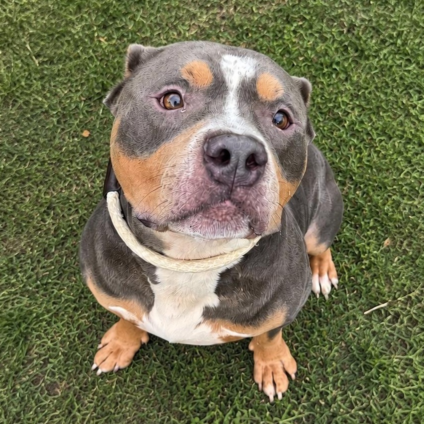 Leo, ADOPTABLE, Young Male Pit Bull Terrier.