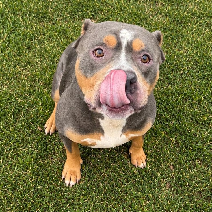 Enlarge Leo, a ADOPTABLE Pit Bull Terrier in Jersey city, NJ image 2/2