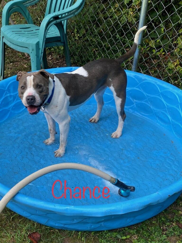 Enlarge Chance, a Adoptable Pit Bull Terrier in Rutherfordton, NC image 1/5