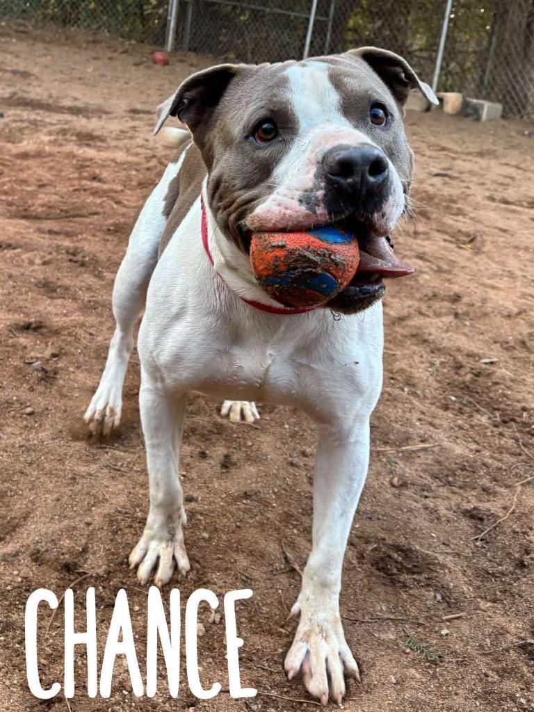 Enlarge Chance, a Adoptable Pit Bull Terrier in Rutherfordton, NC image 1/5
