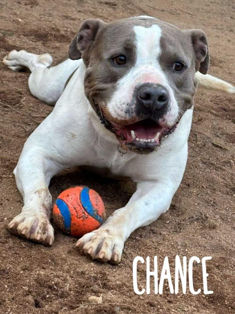 Enlarge Chance, a Adoptable Pit Bull Terrier in Rutherfordton, NC image 3/5