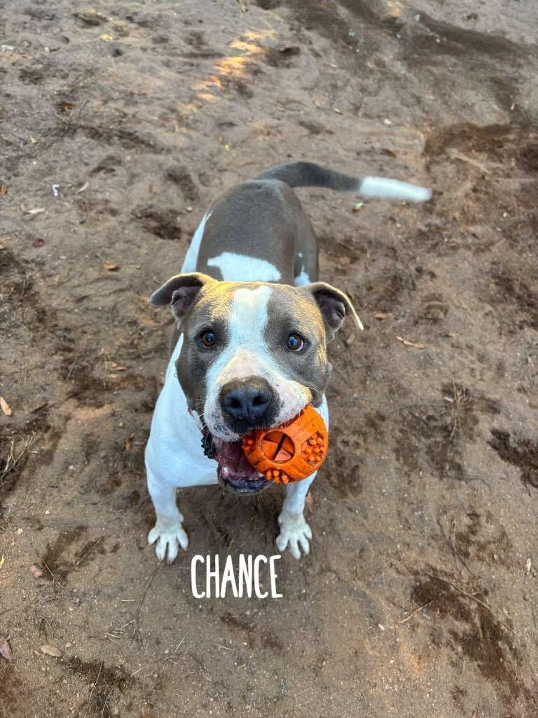 Enlarge Chance, a Adoptable Pit Bull Terrier in Rutherfordton, NC image 3/5