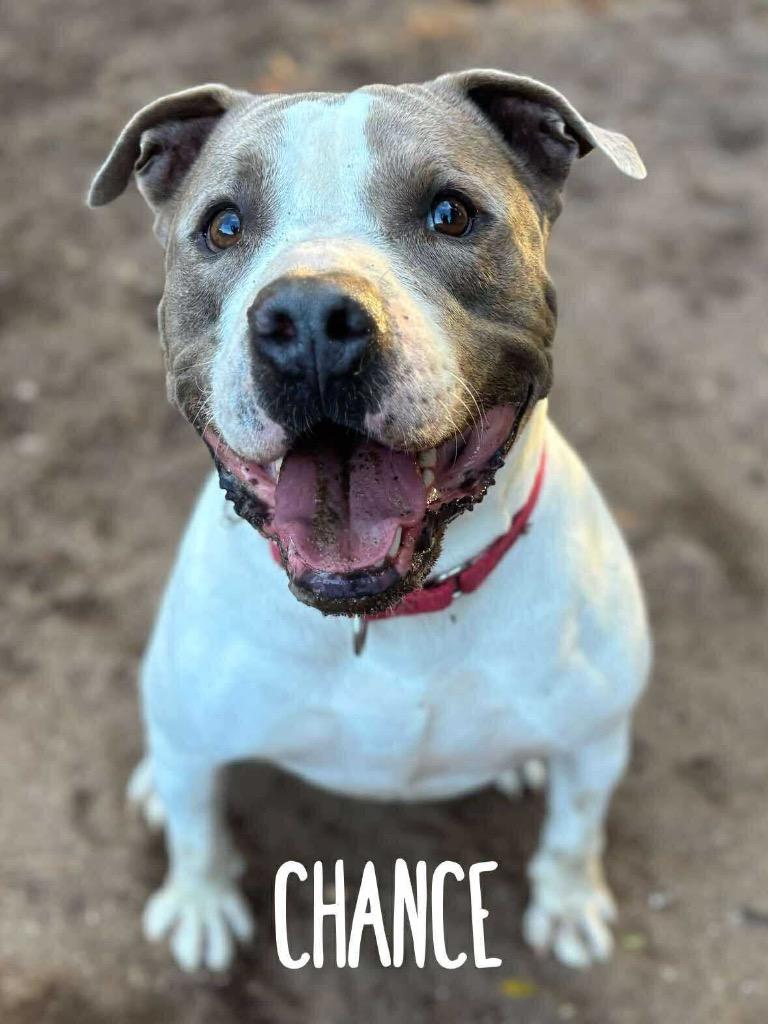 Chance, Adoptable, Adult Male Pit Bull Terrier.