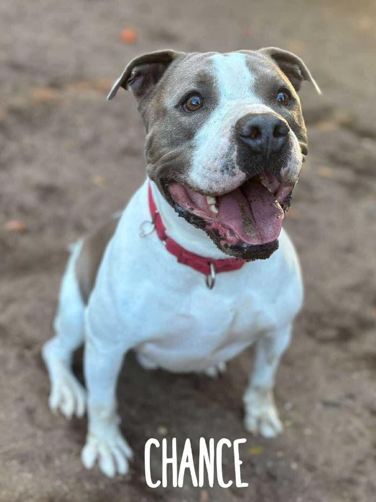Enlarge Chance, a Adoptable Pit Bull Terrier in Rutherfordton, NC image 5/5