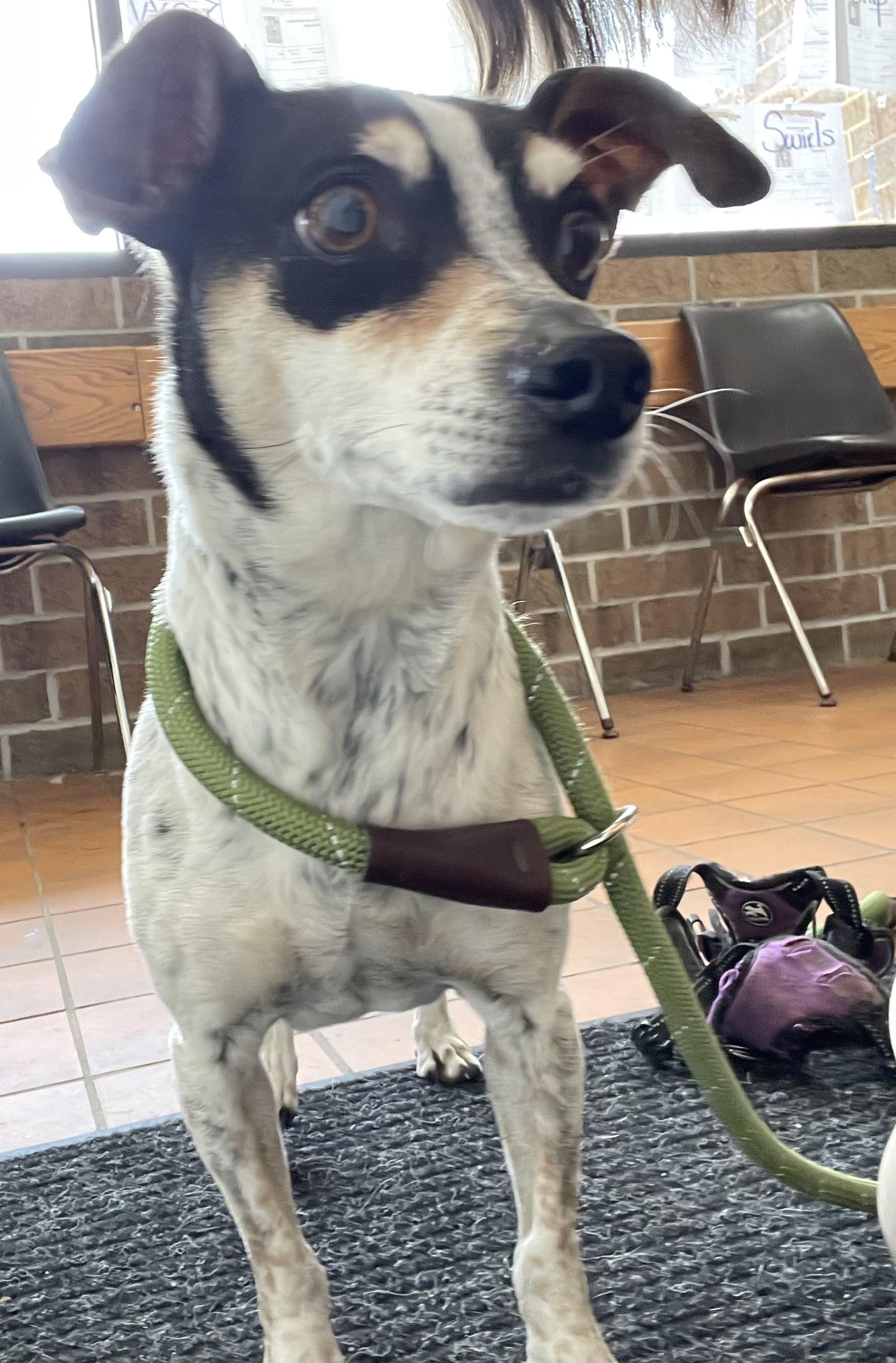 Piper AVAILABLE, an adoptable Jack Russell Terrier in Canton, OH image 2/3
