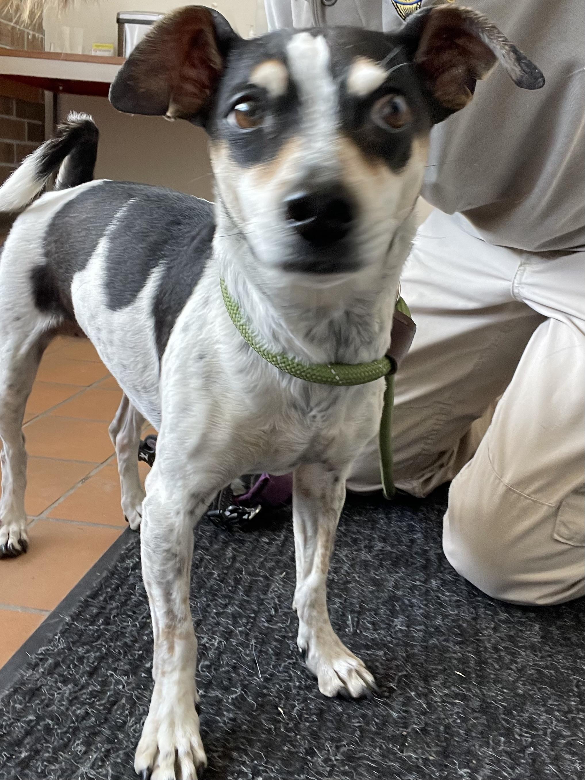 Piper AVAILABLE, adoptable, Adult Female Jack Russell Terrier.