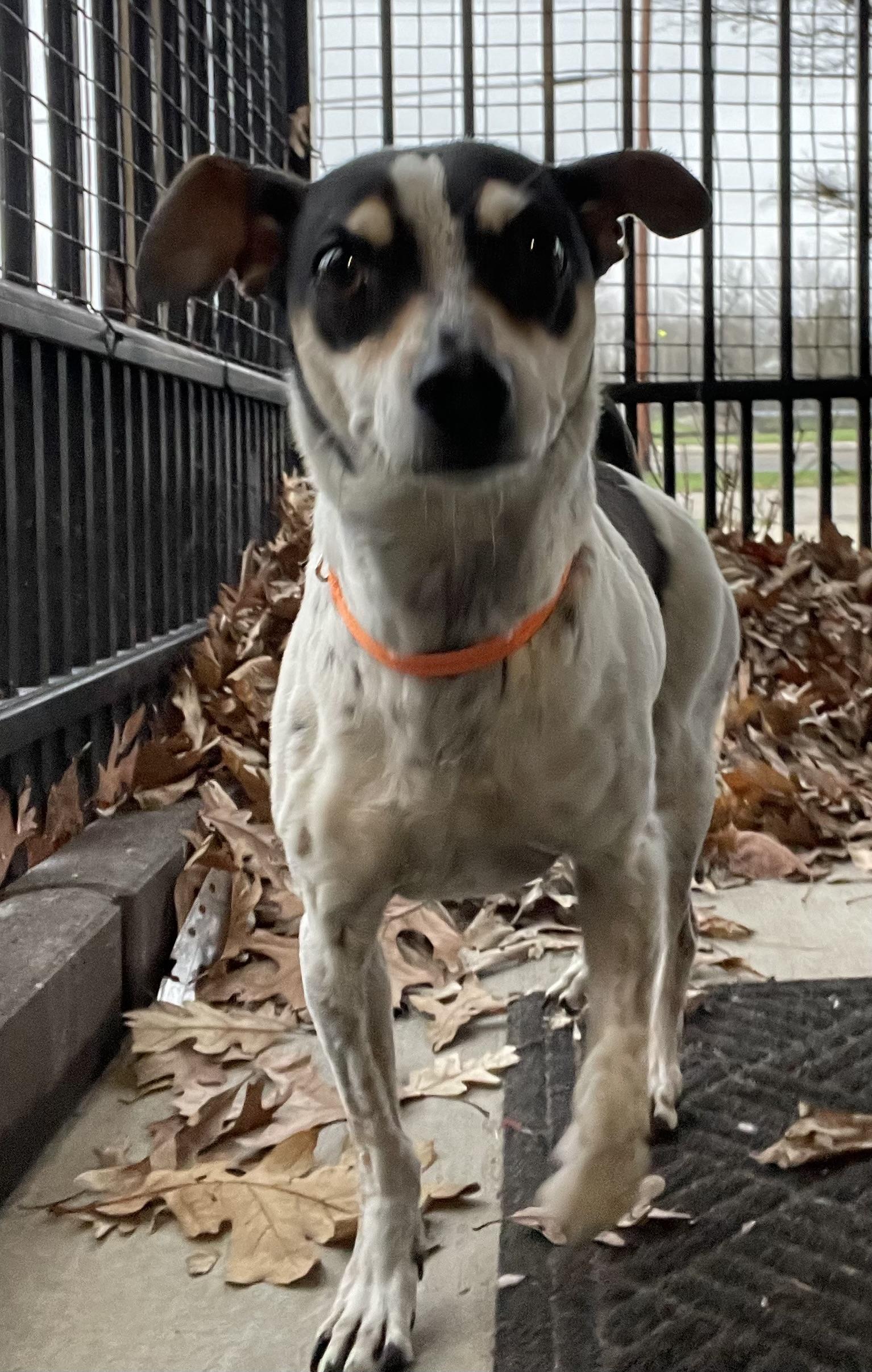 Piper AVAILABLE, an adoptable Jack Russell Terrier in Canton, OH image 3/3