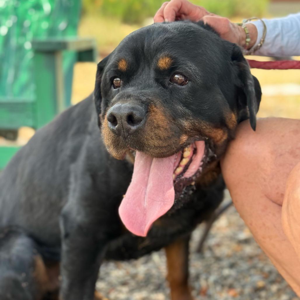 Ryan, a Adoptable Rottweiler in Pagosa Springs, CO image 1/3