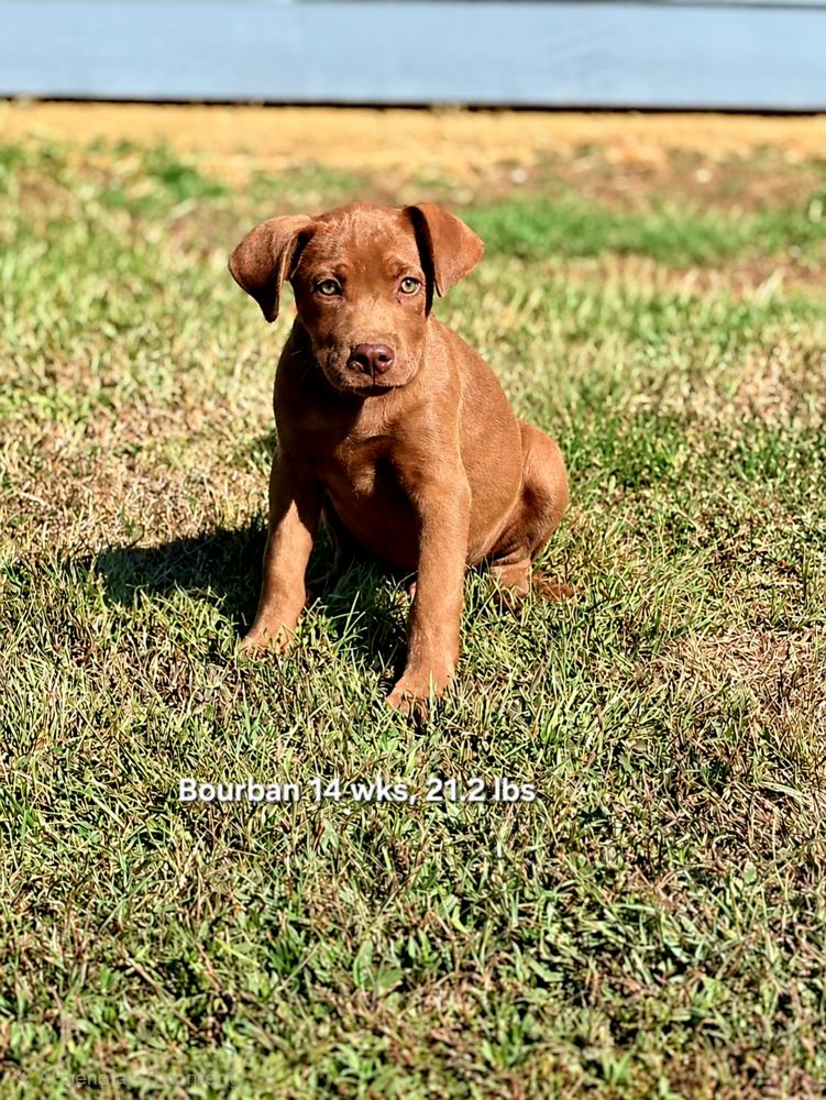 Bourban, Adoptable, Puppy Male Retriever & Labrador Retriever.