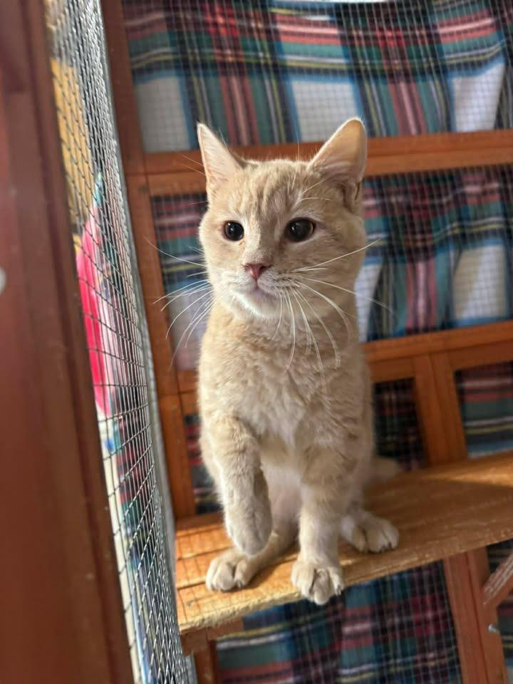 Enlarge Sunkist, a Adoptable mixed breed in Winchester, IN image 2/2