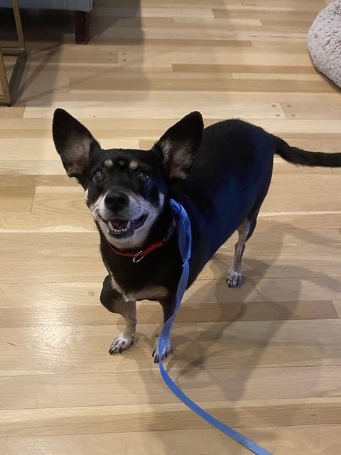 Molly, Adoptable, Senior Female Miniature Pinscher.