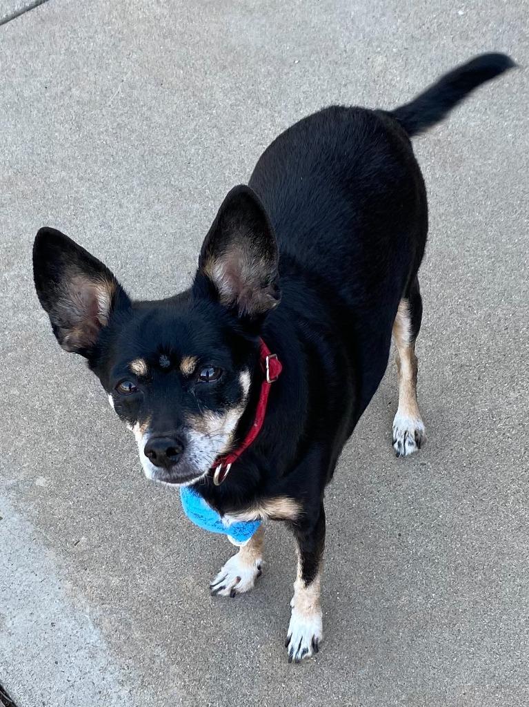 Enlarge Molly, a Adoptable mixed breed in El Cajon, CA image 2/6