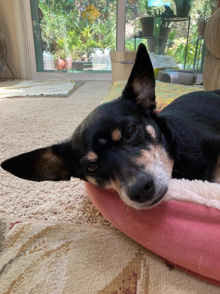 Molly, a Adoptable mixed breed in El Cajon, CA image 4/6