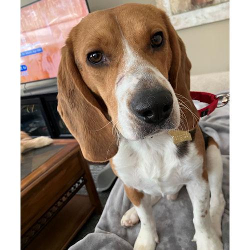 Enlarge Sonny, a ADOPTABLE Beagle in Toledo, OH image 4/6