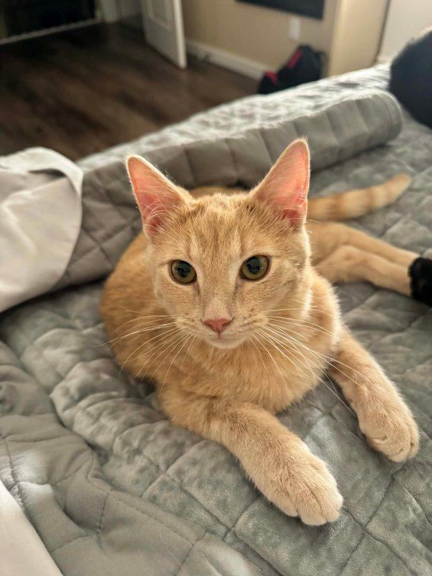 Enlarge Creamsicle, a ADOPTABLE Domestic Short Hair in Wasilla, AK image 1/1