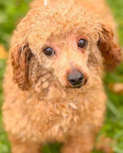 Jacob, Adoptable, Adult Male Poodle.