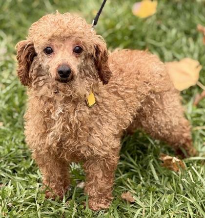 Jacob, a Adoptable Poodle in Malvern, PA image 2/3
