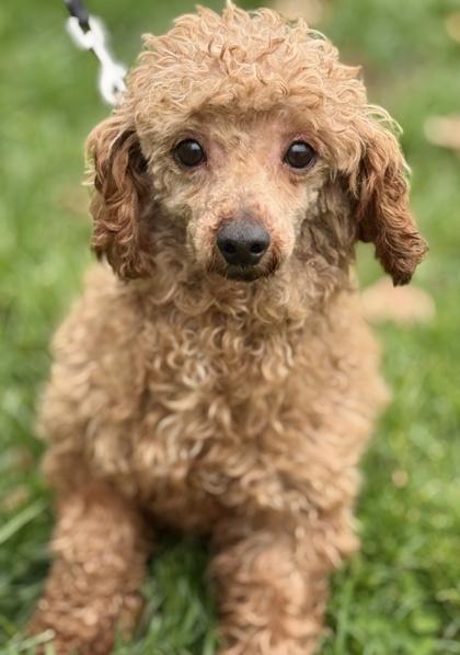 Jacob, a Adoptable Poodle in Malvern, PA image 3/3