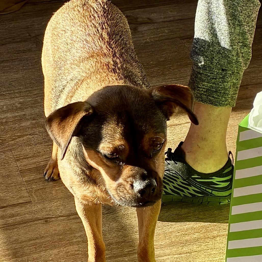 JASPER, a Adoptable mixed breed in Cordova, TN image 1/5