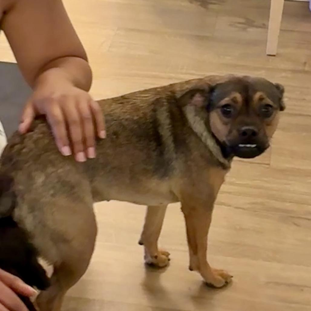 JASPER, a Adoptable mixed breed in Cordova, TN image 2/5