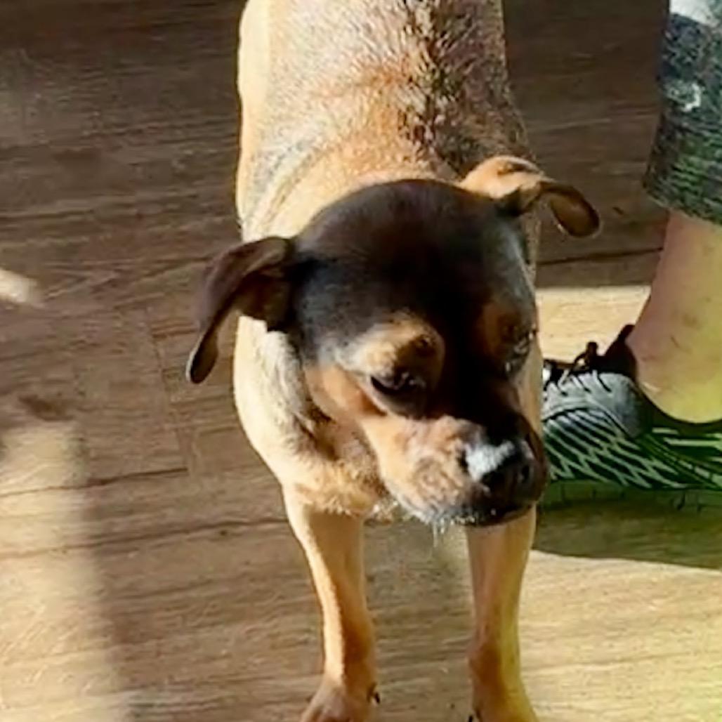 JASPER, a Adoptable mixed breed in Cordova, TN image 3/5