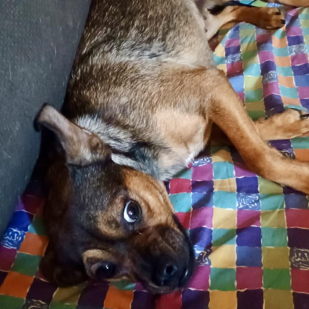 JASPER, a Adoptable mixed breed in Cordova, TN image 4/5