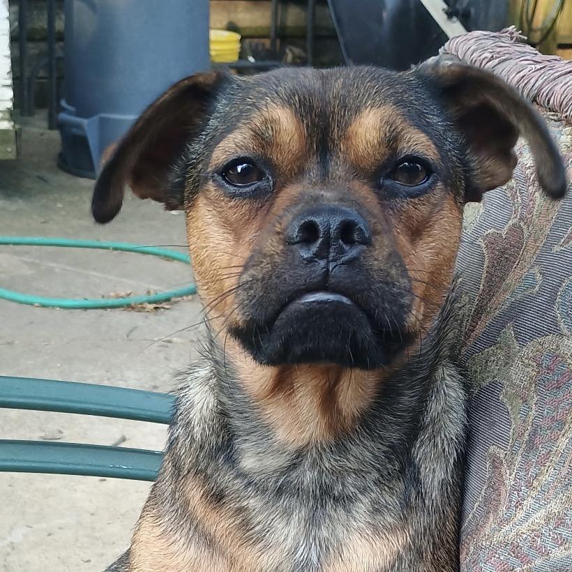 JASPER, a Adoptable mixed breed in Cordova, TN image 5/5