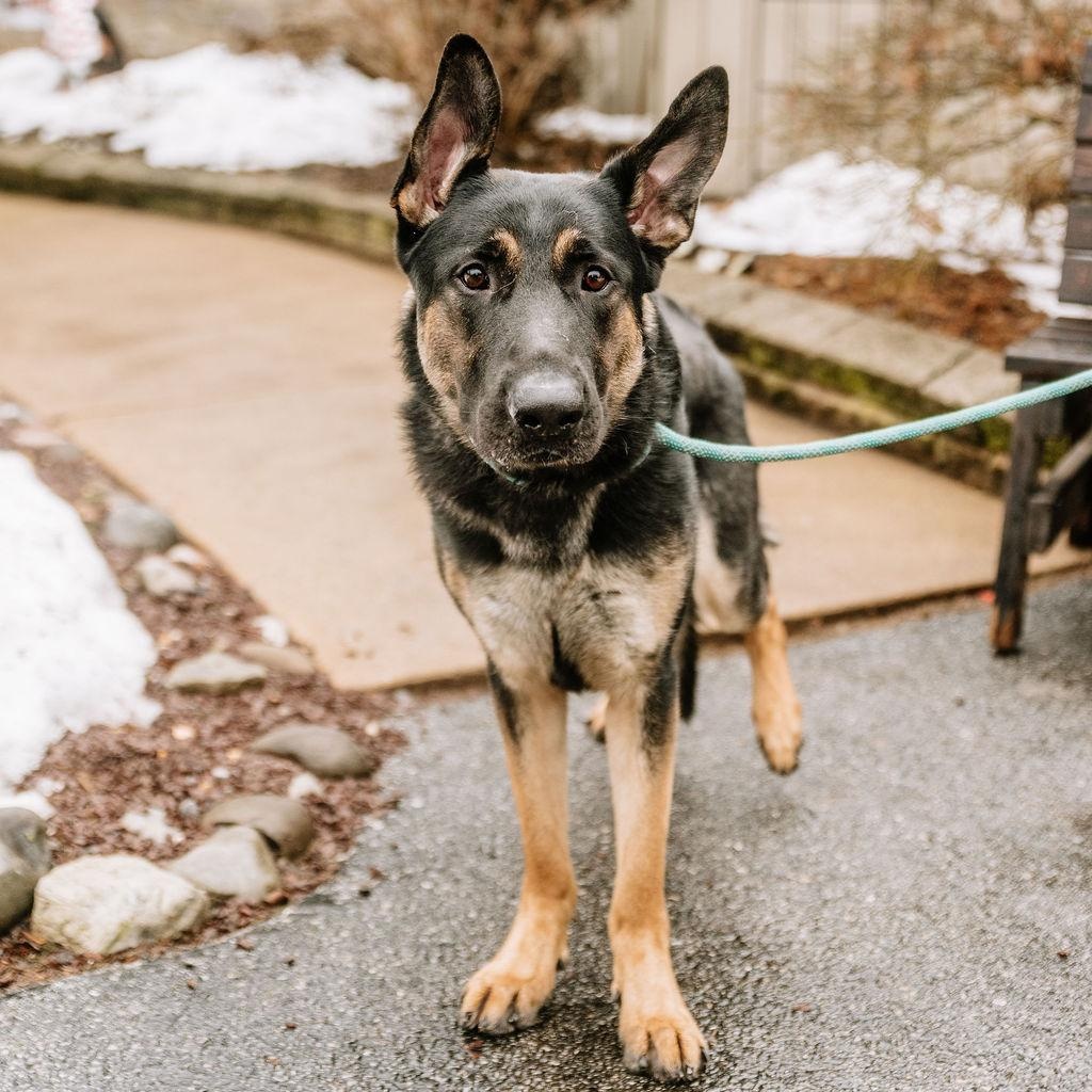 Chuckie, a Adoptable German Shepherd Dog in Chester Springs, PA image 1/6
