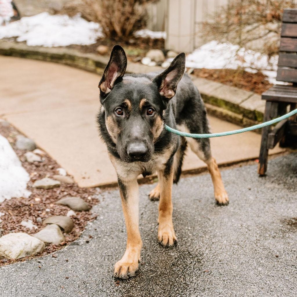 Chuckie, a Adoptable German Shepherd Dog in Chester Springs, PA image 5/6