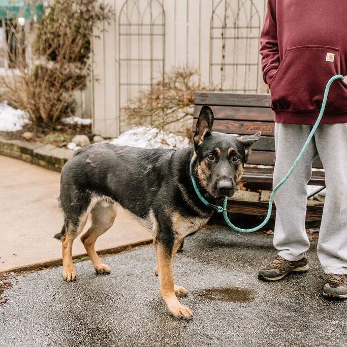 Chuckie, a Adoptable German Shepherd Dog in Chester Springs, PA image 3/6