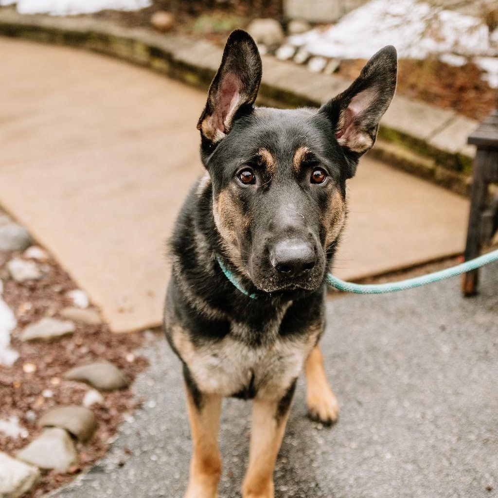 Chuckie, a Adoptable German Shepherd Dog in Chester Springs, PA image 4/6