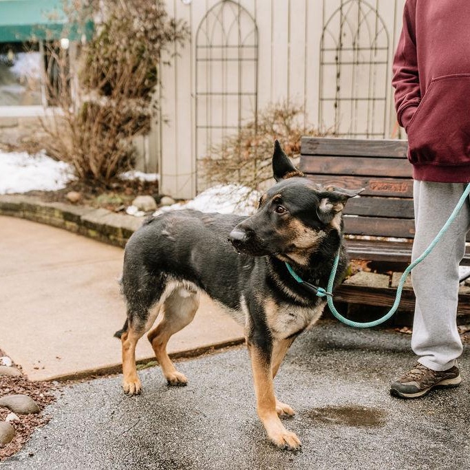 Chuckie, a Adoptable German Shepherd Dog in Chester Springs, PA image 2/6