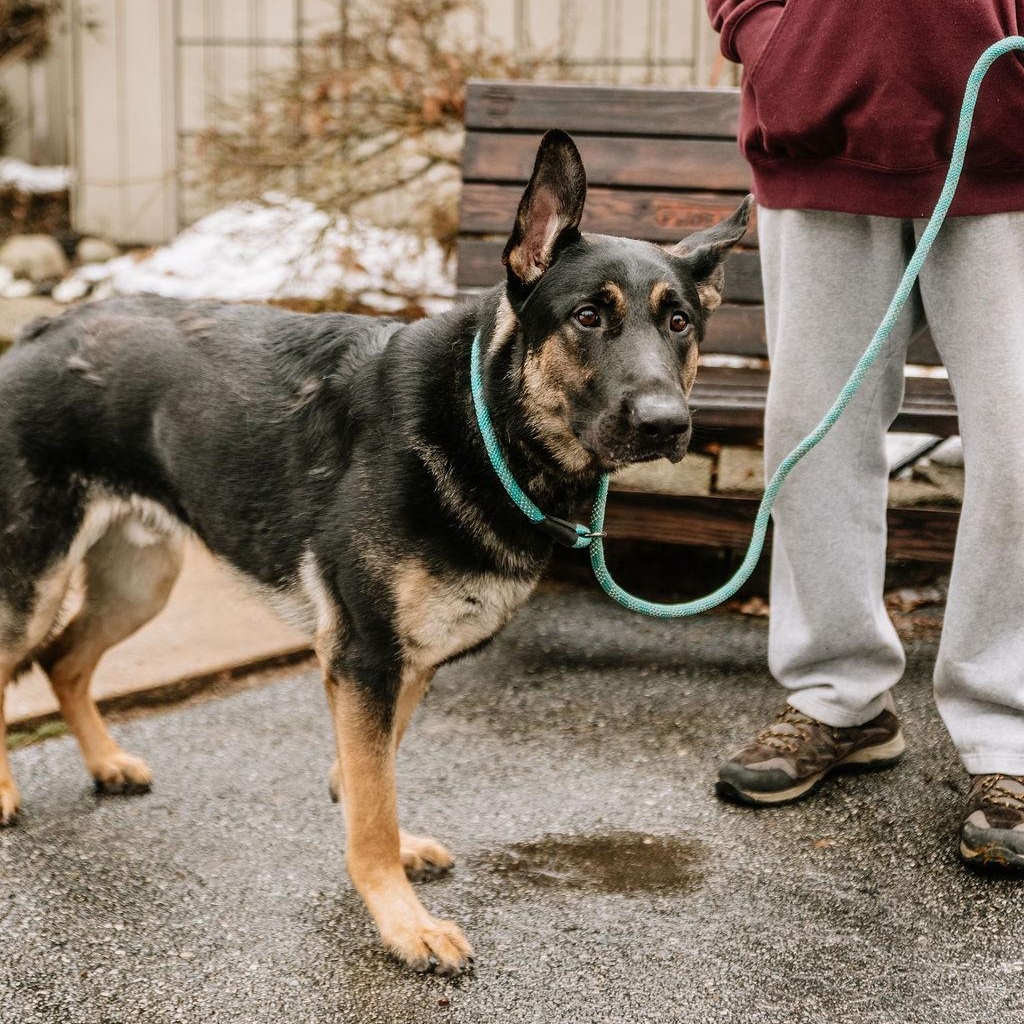 Chuckie, a Adoptable German Shepherd Dog in Chester Springs, PA image 6/6
