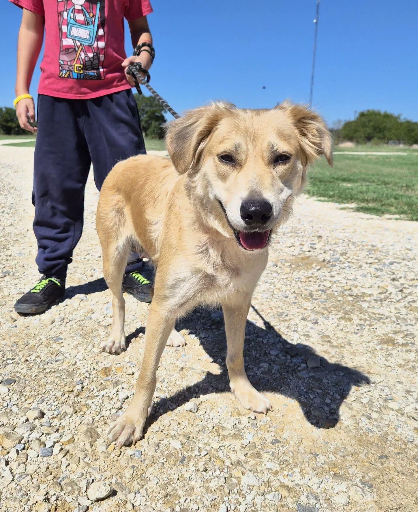 Wednesday, Adoptable, Young Female Golden Retriever.