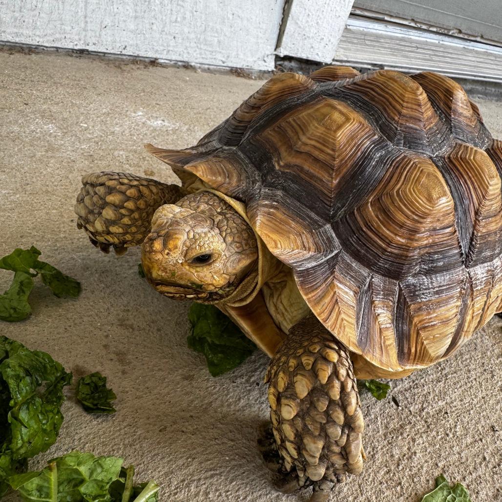 Twiggy, Adoptable, Adult Female Sulcata.