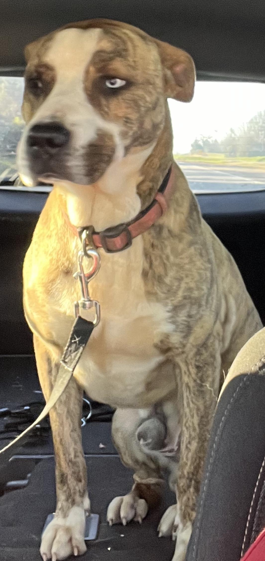 Tiger, a Adopted mixed breed in Leesburg, GA image 1/3