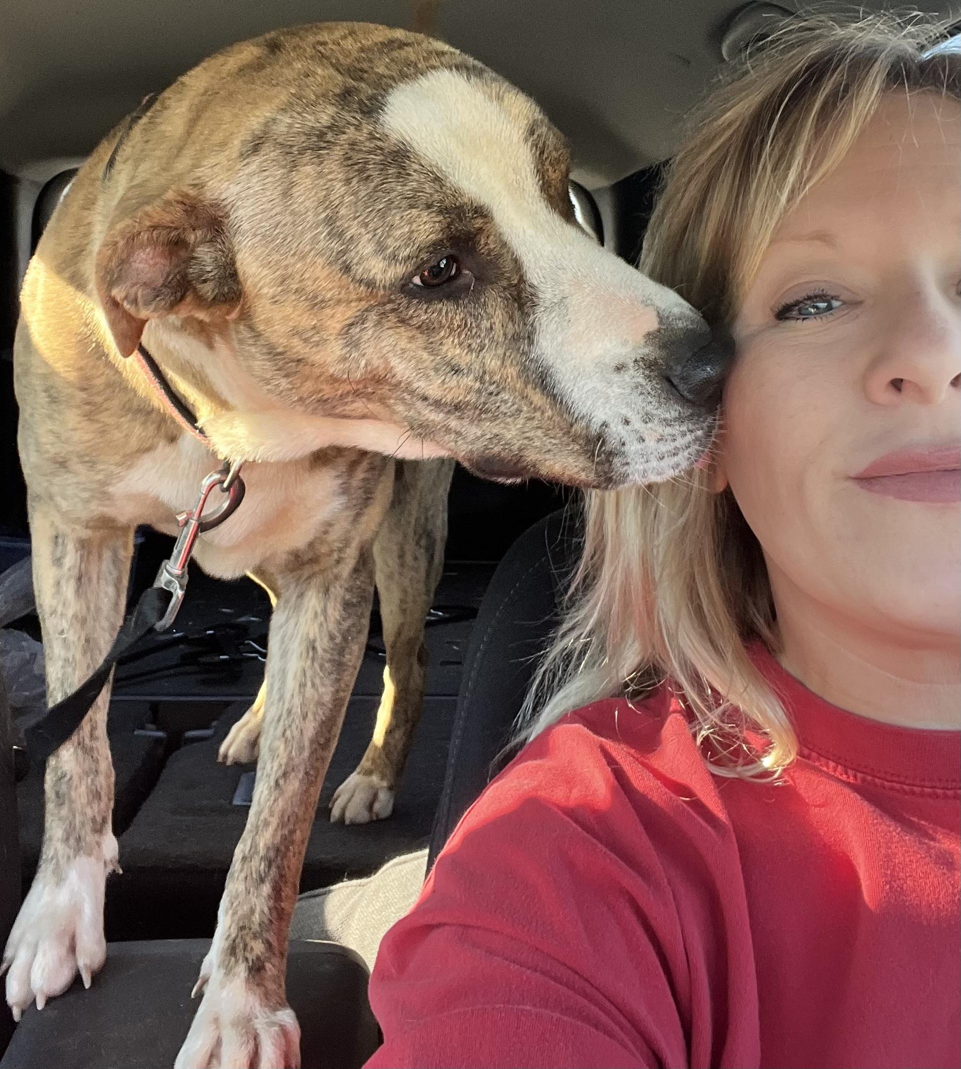 Tiger, Adopted, Young Male Catahoula Leopard Dog.