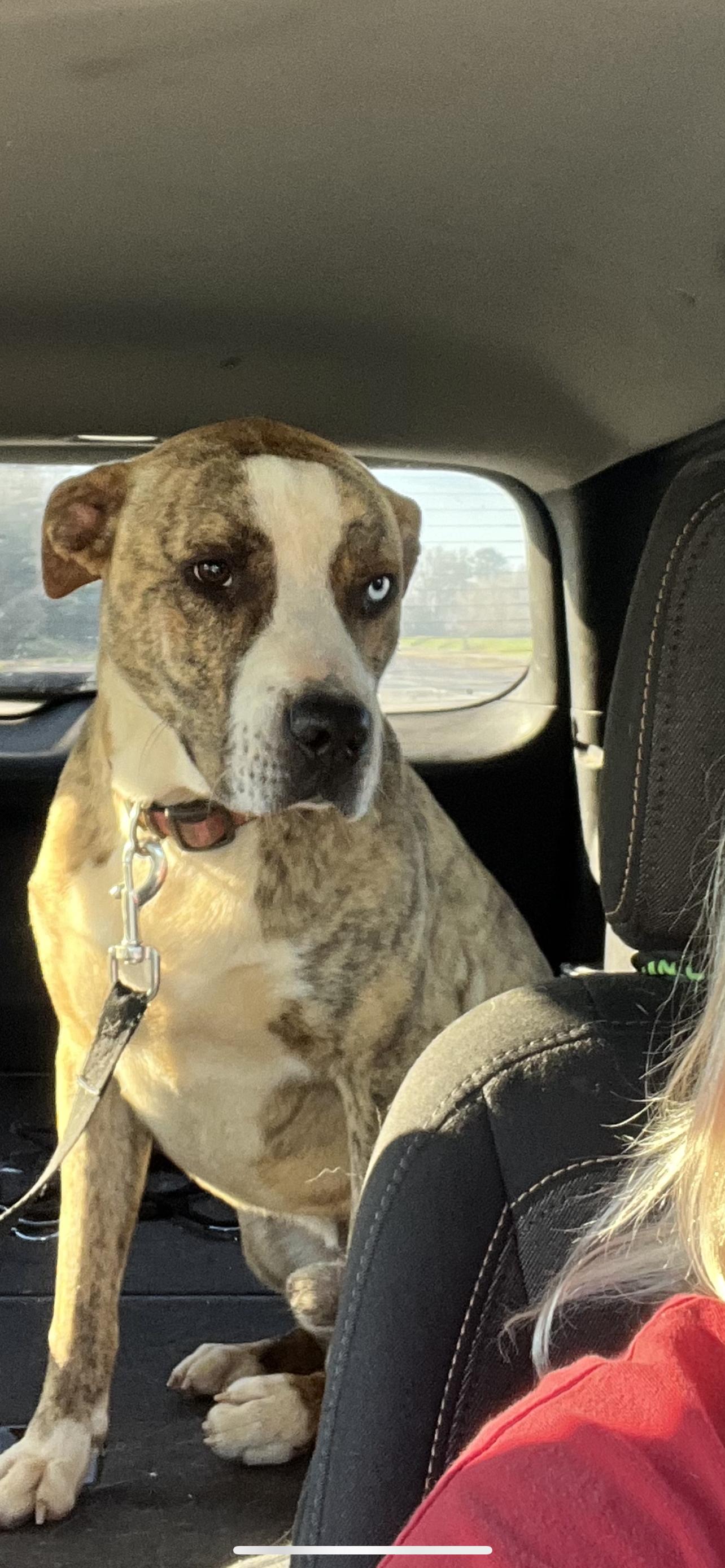 Tiger, a Adopted mixed breed in Leesburg, GA image 3/3