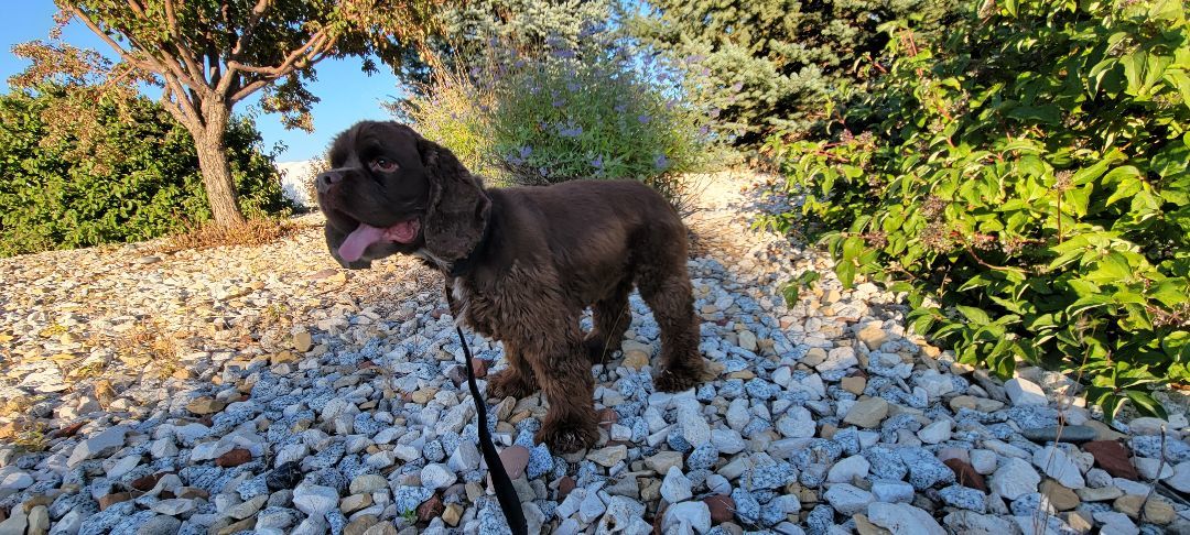 Maximus, Adopted, Adult Male Cocker Spaniel.