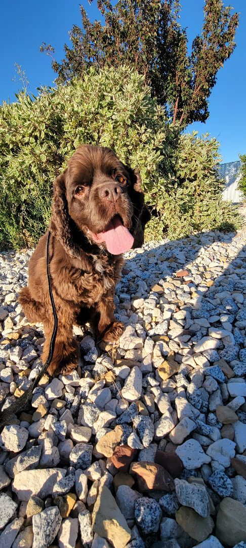 Enlarge Maximus, a Adopted Cocker Spaniel in Idaho Falls, ID image 2/12