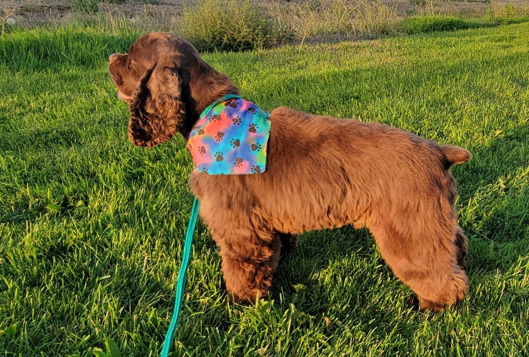 Enlarge Maximus, a Adopted Cocker Spaniel in Idaho Falls, ID image 3/12